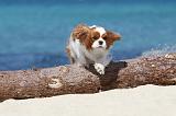 CAVALIER KING CHARLES 126
